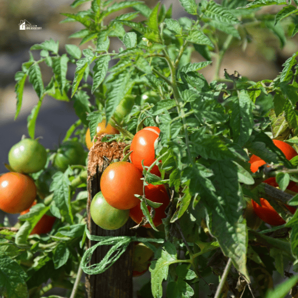 Tomato plants in the garden