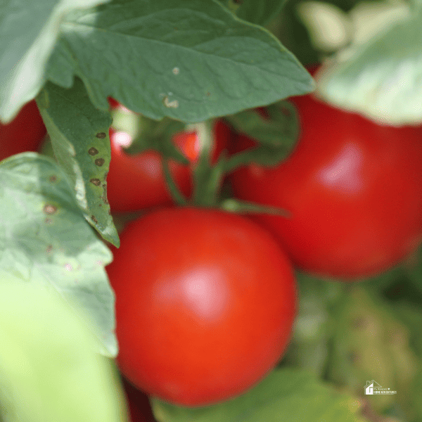 red ripe Tomato Plant