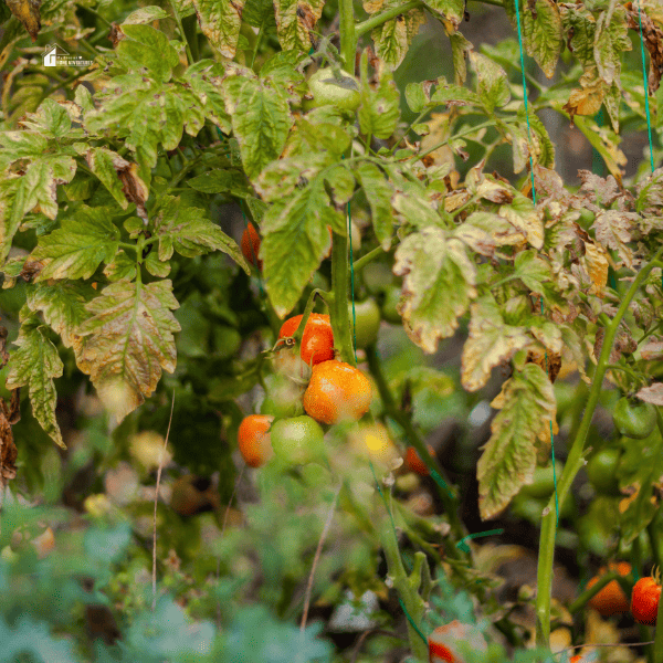 How Do You Plant Tomatoes For The First Time?