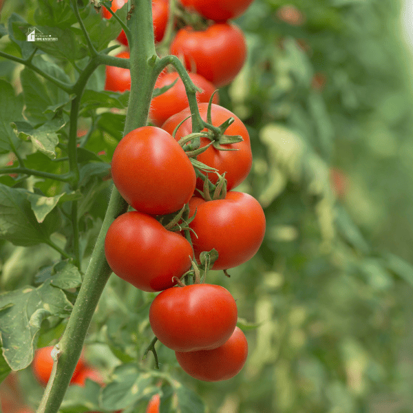 Tomato plant in greenhouse