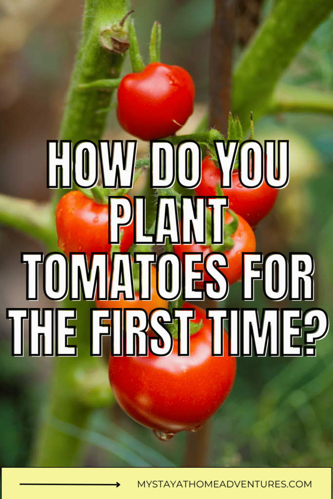 Plant with ripe tomatoes in organic growing with text: “How Do You Plant Tomatoes For The First Time?”
