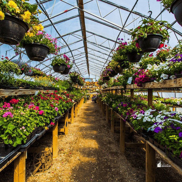 Greenhouse with fresh plants