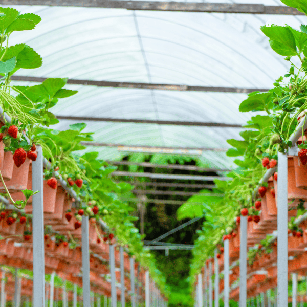 Potted Shelves and Irrigation System Strawberry Farm