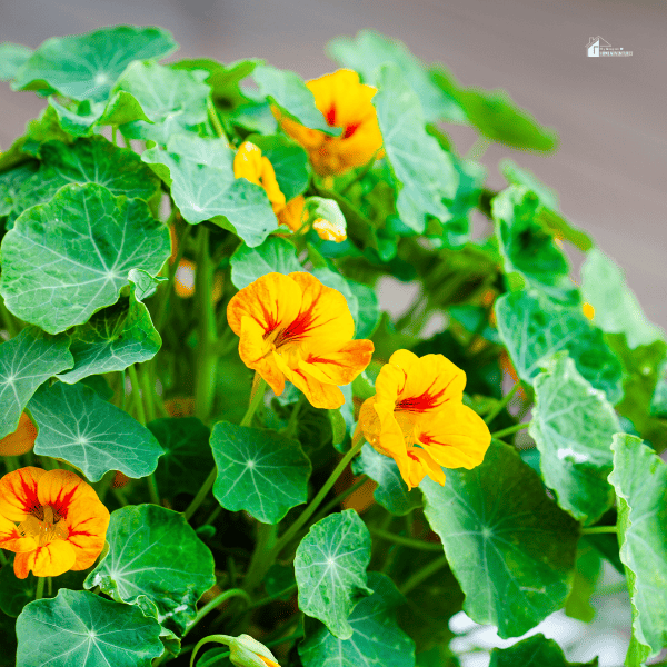 nasturtiums with yellow flower