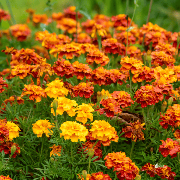Marigolds plant