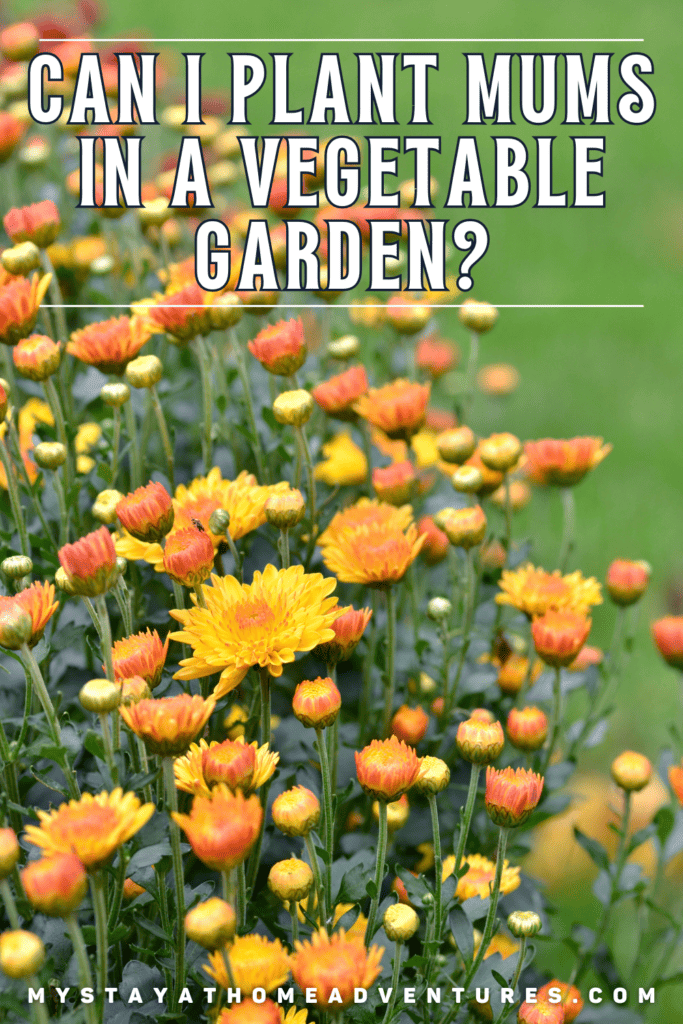 Fall Mums with text: "Can I Plant Mums in a Vegetable Garden?"