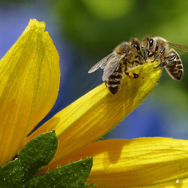 Honey bees on a flower