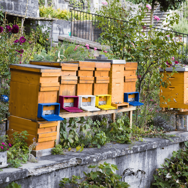 Beehives in urban garden