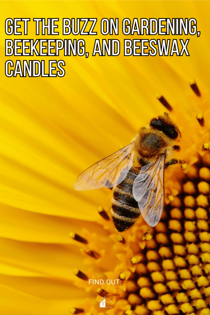 Beed in sunflower with text Get the buzz on Gardening, Beekeeping, and Beeswax Candles