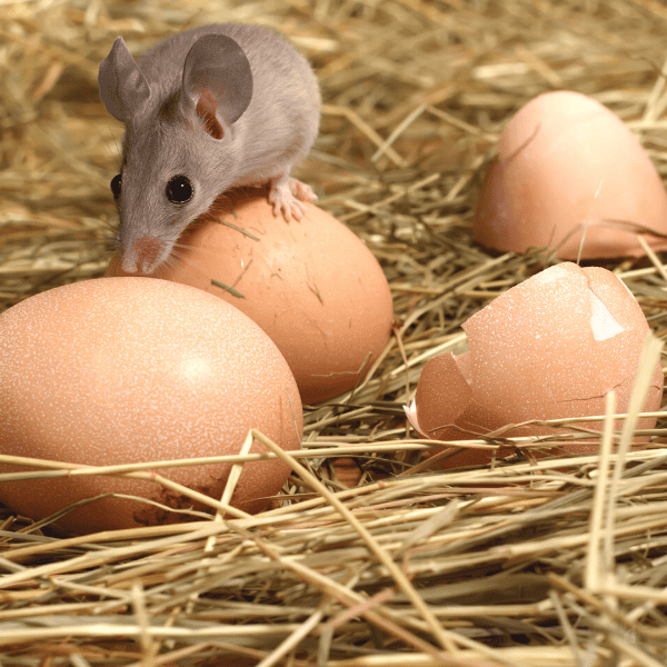 Closeup of mouse on top of hens egg in a chicken coop.