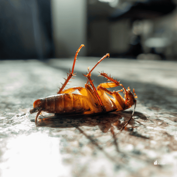 Dead cockroach on floor, pest control concept