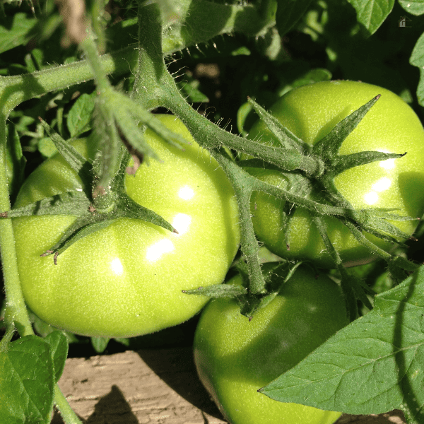 Green tomatoes in vine.