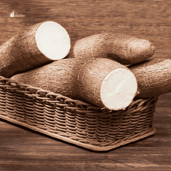 fresh yuca in a basket