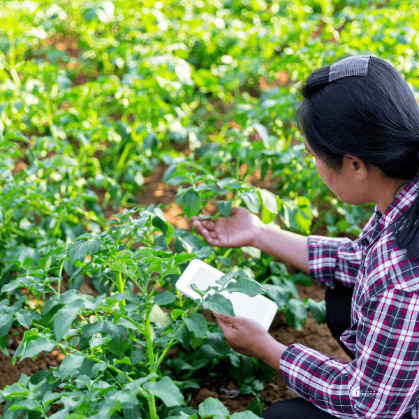 a lady farming