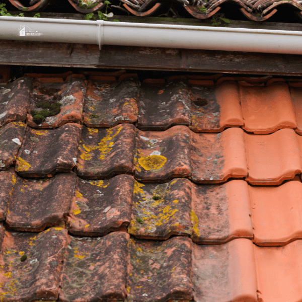Moss and Algae Removal: Solving Roof Cleaning Challenges