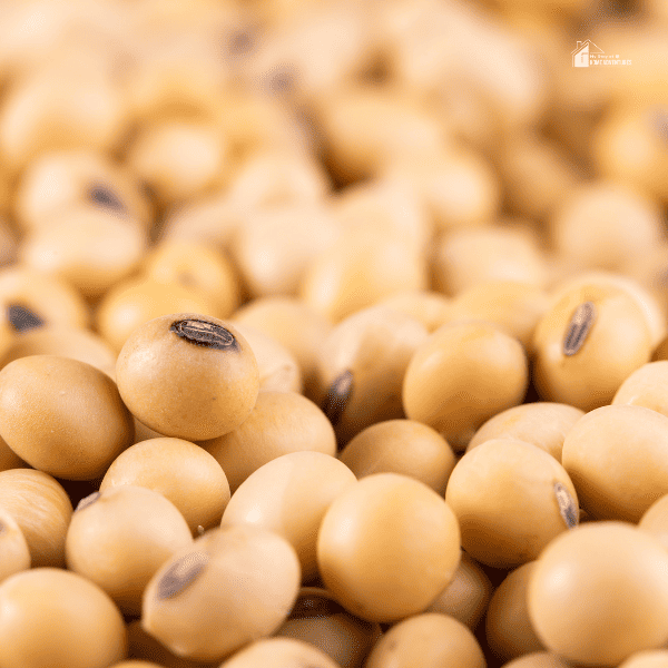 close up image of dried bean