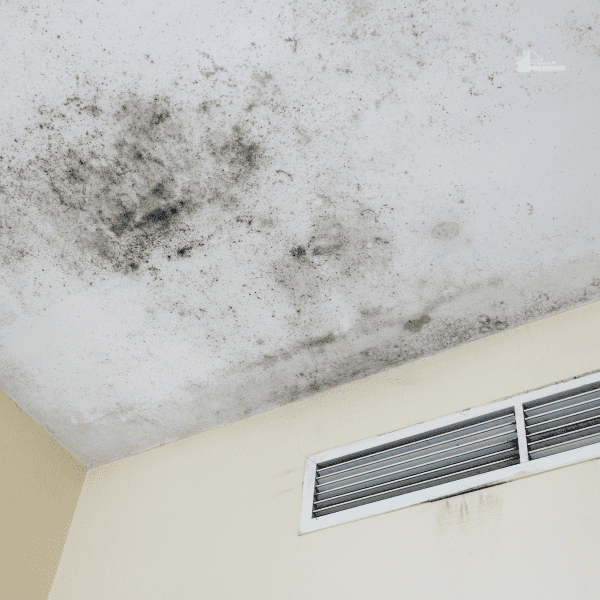 How to Remove Mold on Bathroom Ceiling Like a Pro