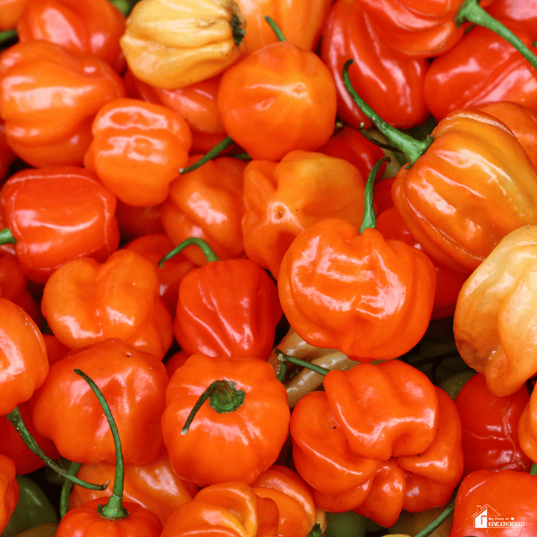 A close-up image of Aji Dulce peppers.