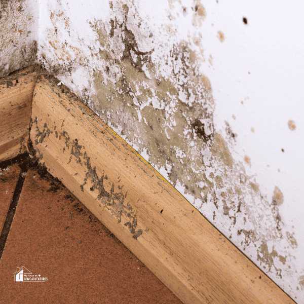 Mold On Wall