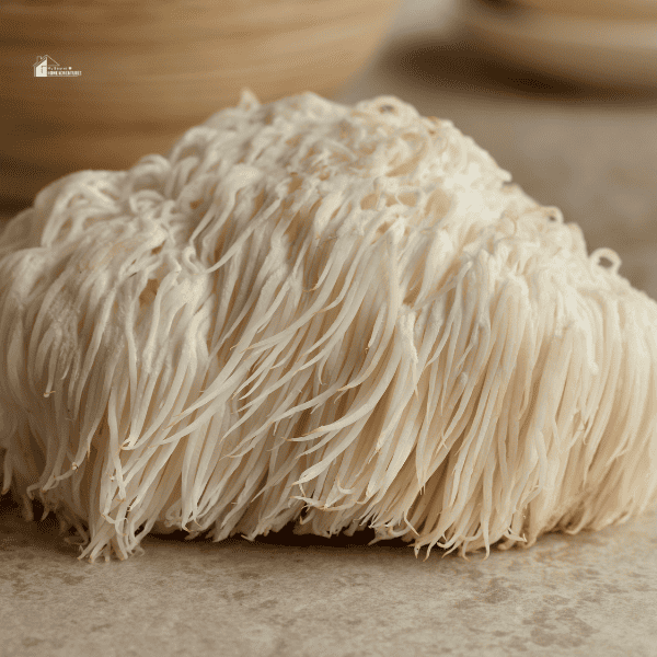 Lion's mane mushroom