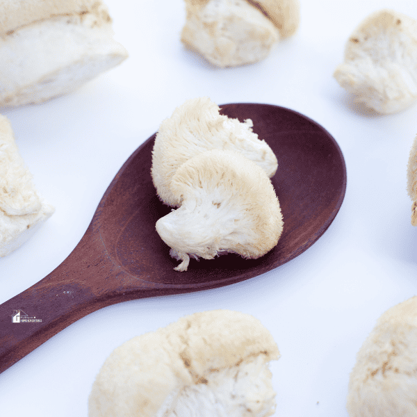 Fresh lion's mane mushroom on white background