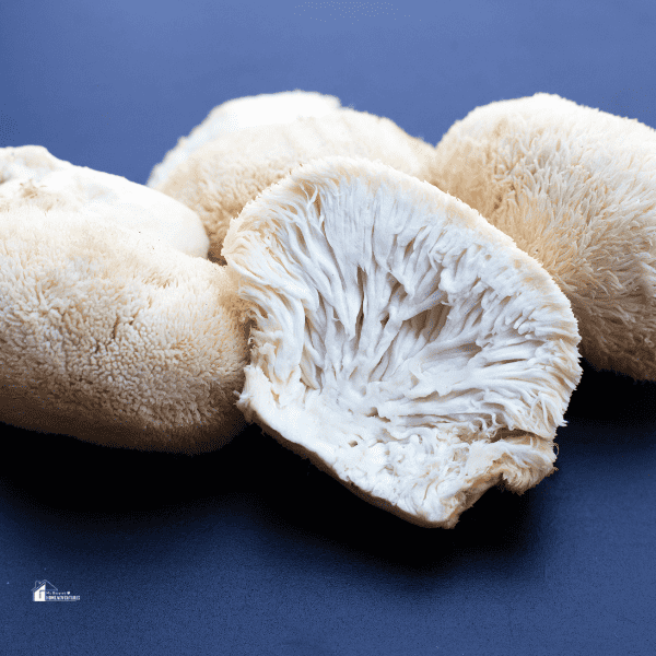 Fresh rare lion's mane mushroom