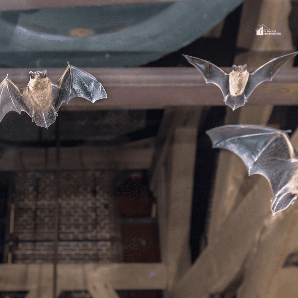 bats flying