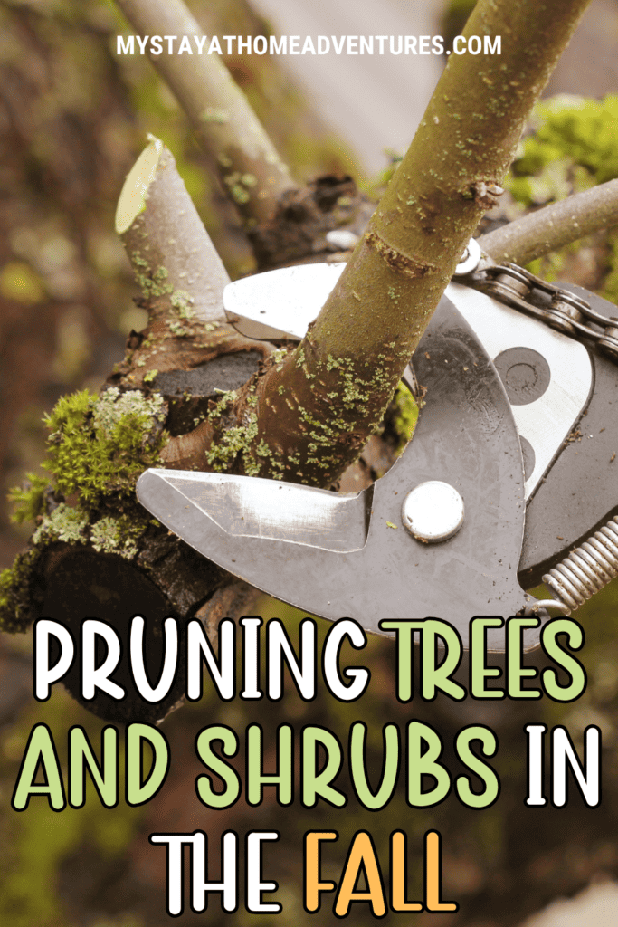 Pruning Trees and Shrubs in the Fall: What You Need to Know * My Stay ...