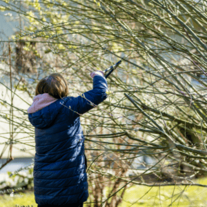 Pruning Trees and Shrubs in the Fall: What You Need to Know * My Stay ...