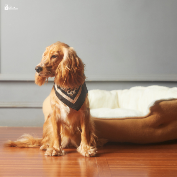 A golden cocker spaniel wearing a bandana sits on a hardwood floor next to a cozy dog bed in a minimalistic room.