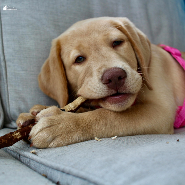 A young Labrador puppy lies on a couch and gently chews on a wooden stick, showing natural chewing behavior.