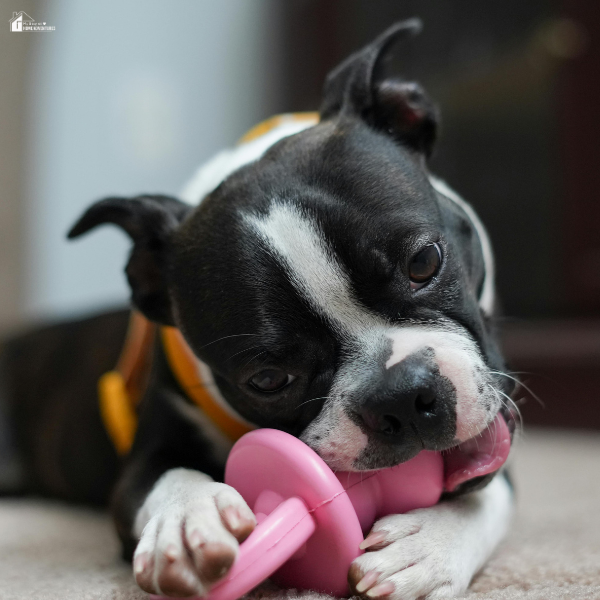 A black and white dog chews on a pink rubber toy while lying on the floor, focused and content.
