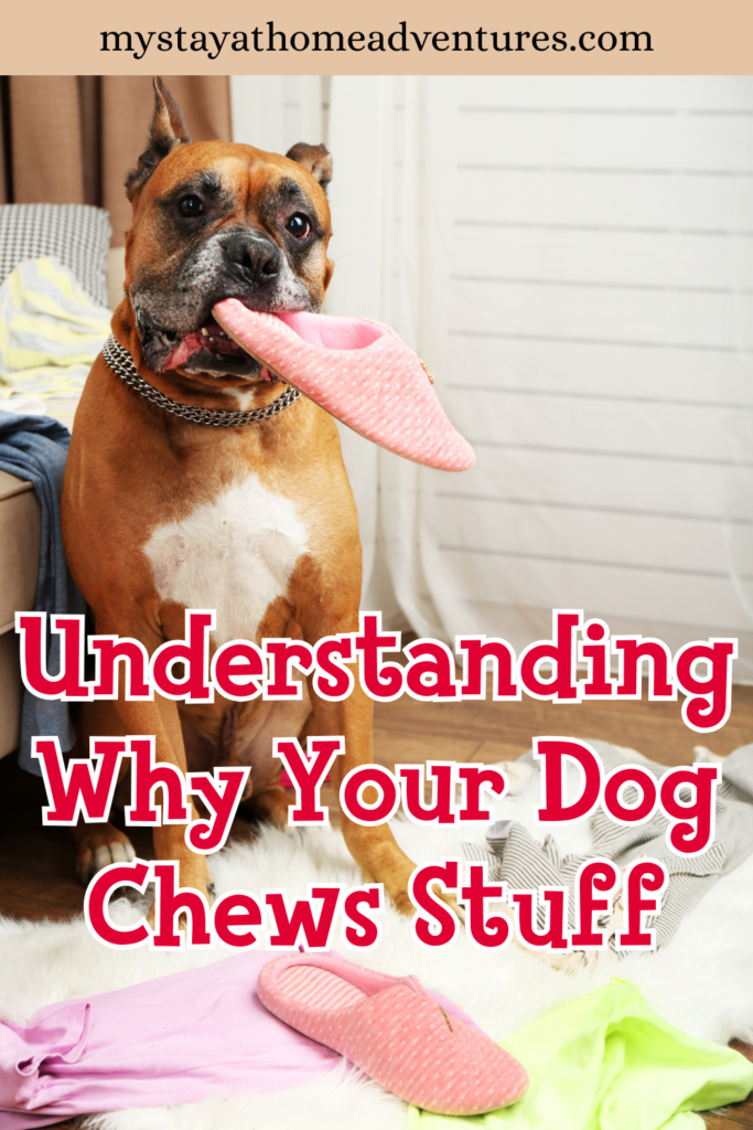 A large brown dog sits on a rug chewing and holding a pink slipper in its mouth, surrounded by household items and soft textures.