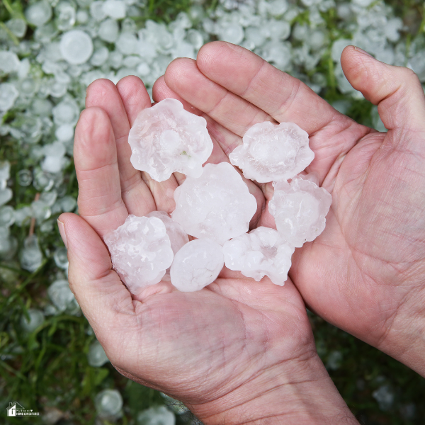 A pair of hands holds several large hailstones, with more hail scattered on the grass in the background.