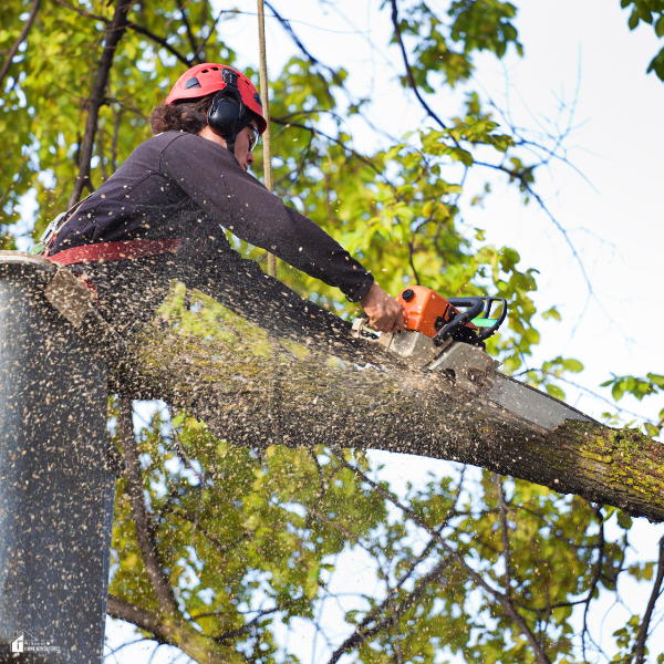 A person using a chainsaw to cut a large tree branch while secured with safety gear.