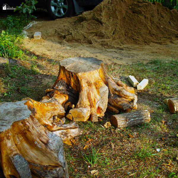 Tree stumps and cut logs left behind in a yard after tree removal.