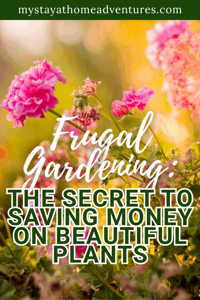 Pink flowers blooming in soft sunlight with a warm, golden background in a garden setting.