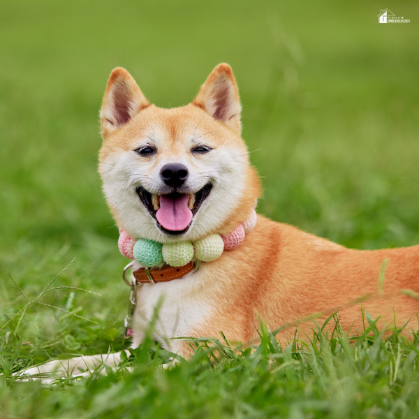 A happy Shiba Inu dog lies on green grass wearing a colorful round-bead collar and looking directly at the camera with its tongue out.