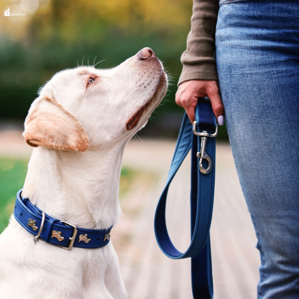 A yellow Labrador retriever looks up at a person holding a blue leash while wearing a blue collar decorated with bone-shaped designs.