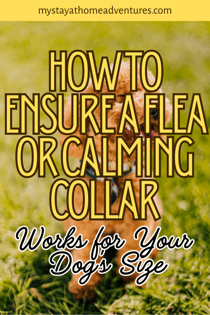 A curly-haired dog sits in a grassy yard wearing a vibrant collar, partially blurred in the background with bold text overlaid.