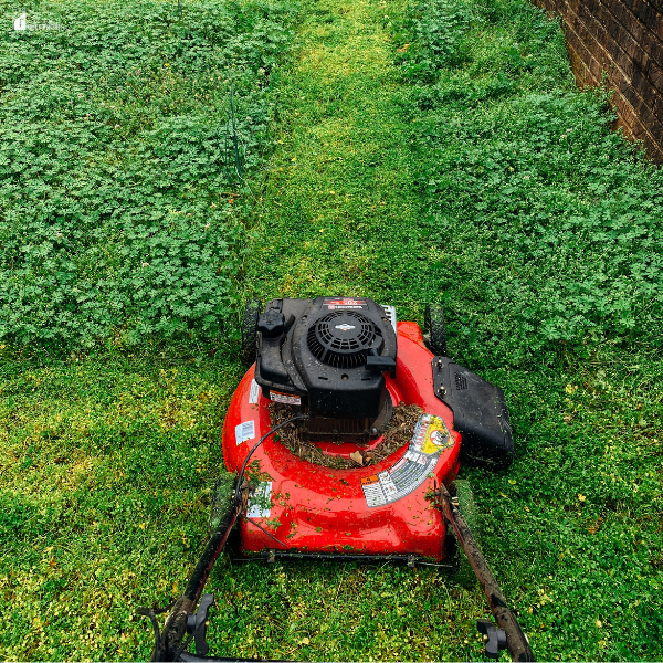 A red remote control lawn mower cutting a narrow path through a yard overgrown with green weeds and grass.