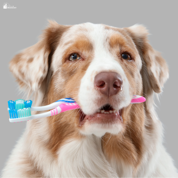 Australian Shepherd dog holding two toothbrushes in its mouth, symbolizing the importance of pet dental hygiene.