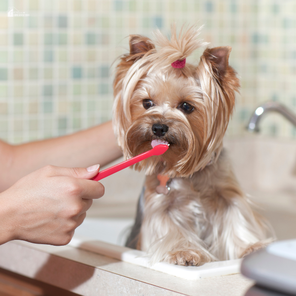 Small Yorkshire Terrier having its teeth brushed in a sink, showing a routine for maintaining dog dental care.