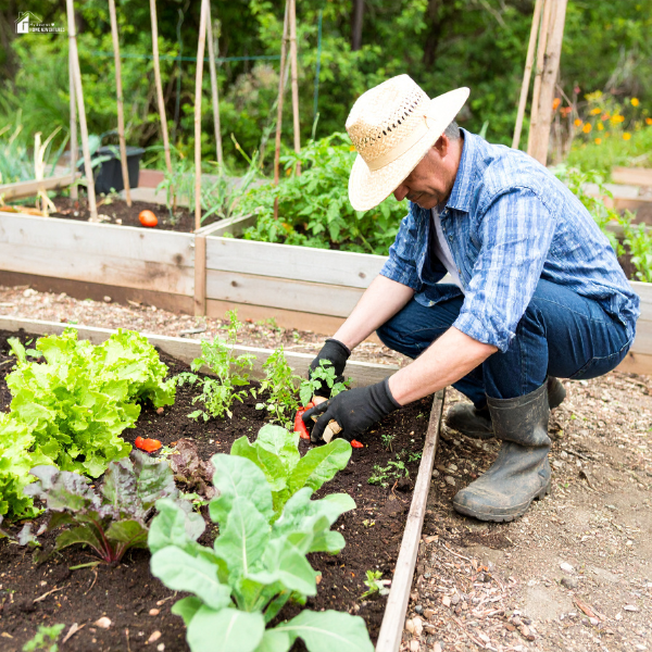 A gardener in a straw hat and nitrile gloves tending to vegetables in a raised garden bed.