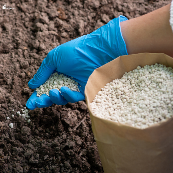 A nitrile gloved-hand spreading granular fertilizer into garden soil from a paper bag.