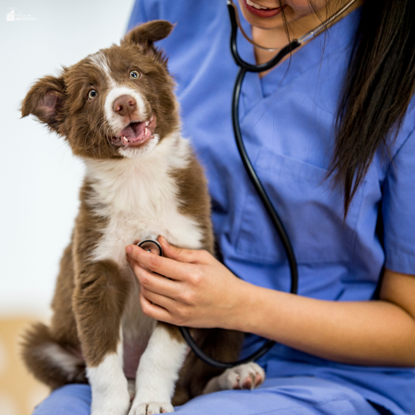 A veterinarian examines a happy puppy, highlighting the importance of affordable and consistent vet care for new pet parents.