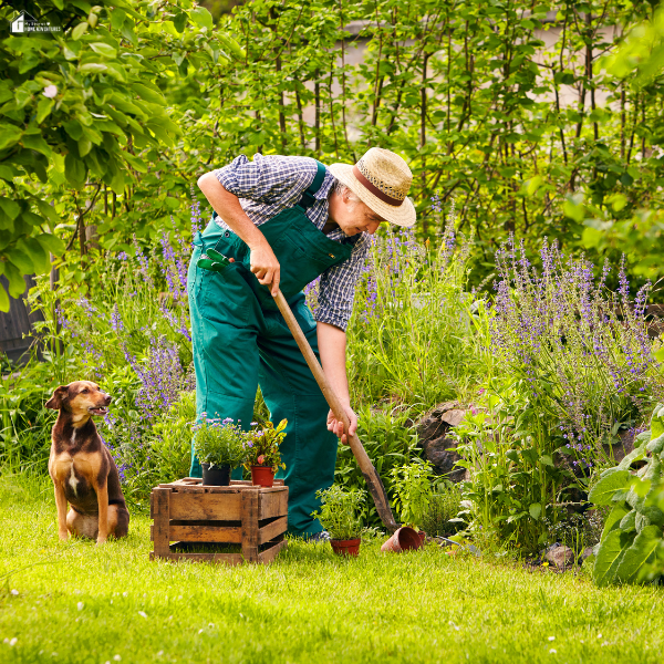 A man tends a backyard garden while his dog watches, illustrating the time and effort traditional gardening requires.