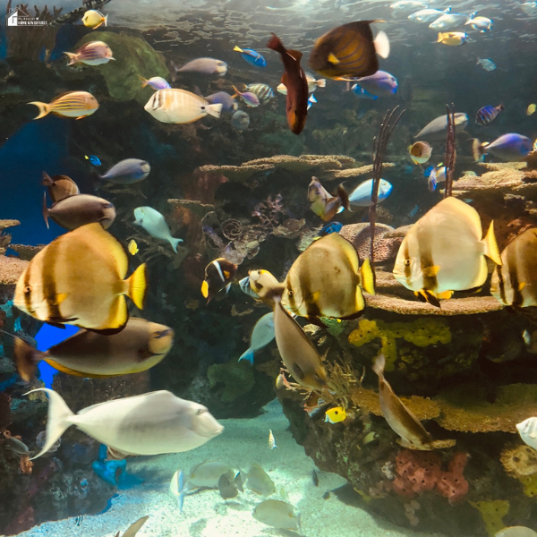 Colorful fish swimming in a large aquarium exhibit, a fun indoor activity for families visiting the Smoky Mountains.