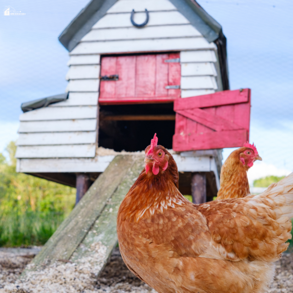 Two brown hens stand outside a raised wooden chicken coop with a ramp and open hatch door, showing practical coop access.