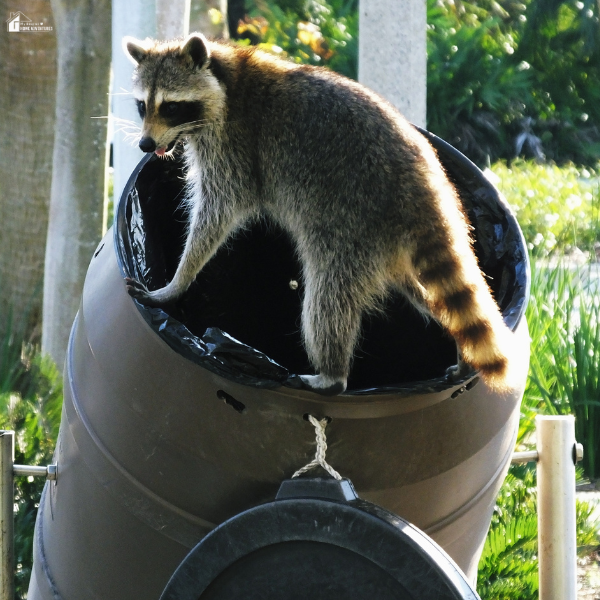 A raccoon stands on the edge of a tipped-over garbage can in a residential area, showing common wildlife issues near homes.